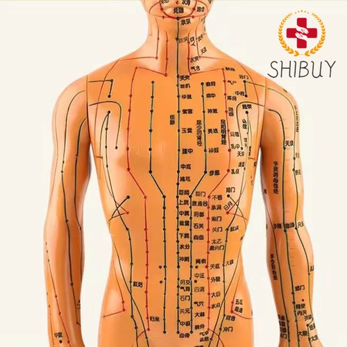 Modello anatomico cm - ,
